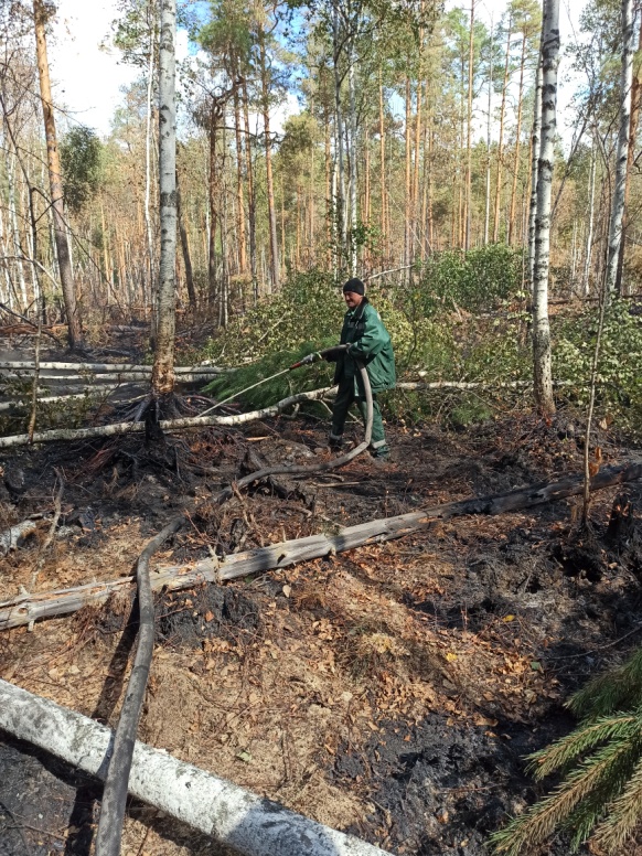 Расследование: Причиной возникновения пожаров в Кудомском лесничестве стали сухие грозы