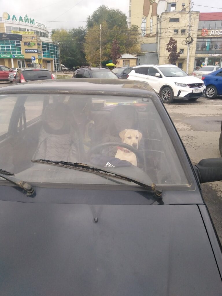 В Рязани сфотографировали собаку-«водителя»