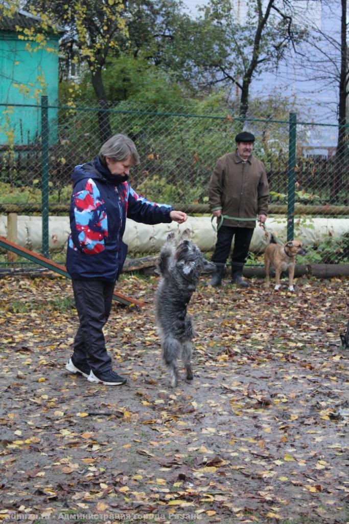 В Рязани открылась ещё одна площадка для выгула собак