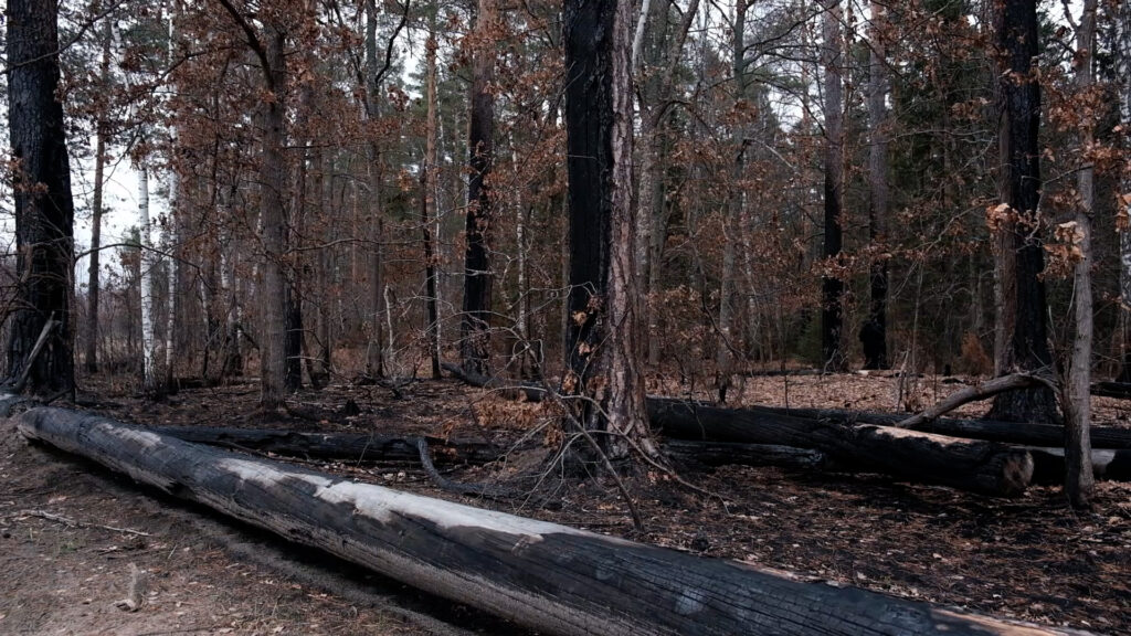 Последствия лесных пожаров в рязанских лесах оценил депутат Госдумы Георгий Арапов