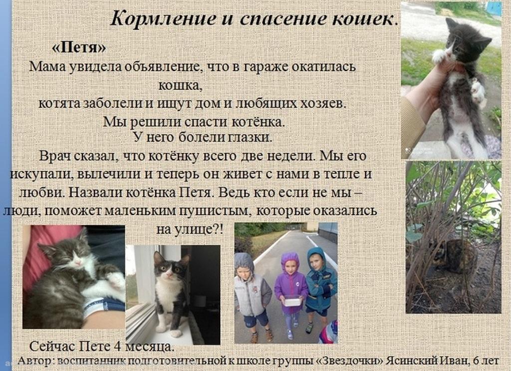 В Рязани подвели итоги благотворительной акции «Истории спасённых животных»