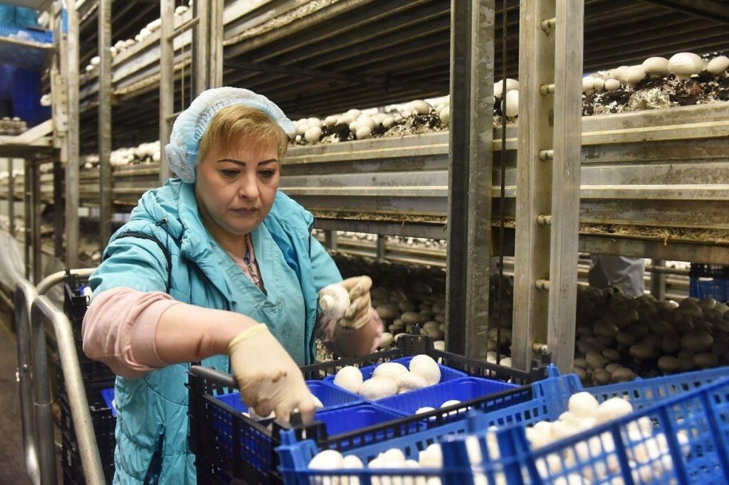 В производство рязанских шампиньонов в течение двух лет инвестируют полтора миллиарда рублей