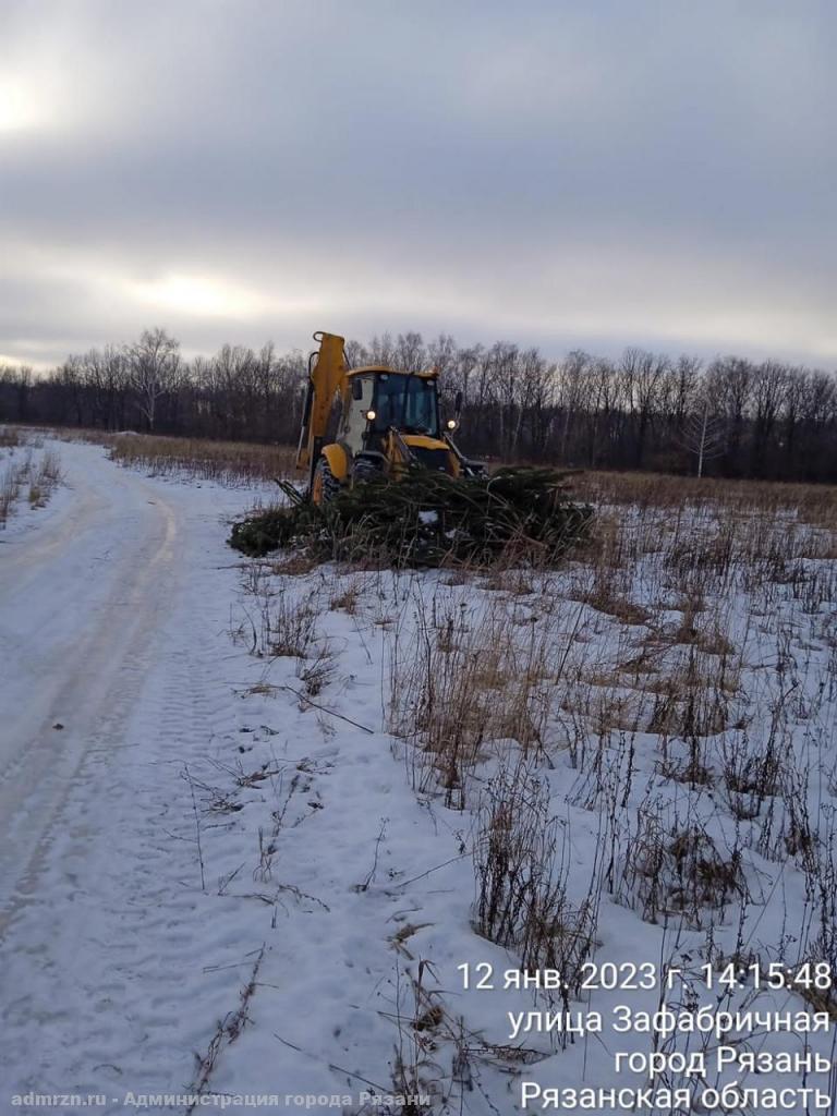 В Рязани ликвидировали свалку новогодних елей и призвали граждан сдать новогодние деревья на утилизацию