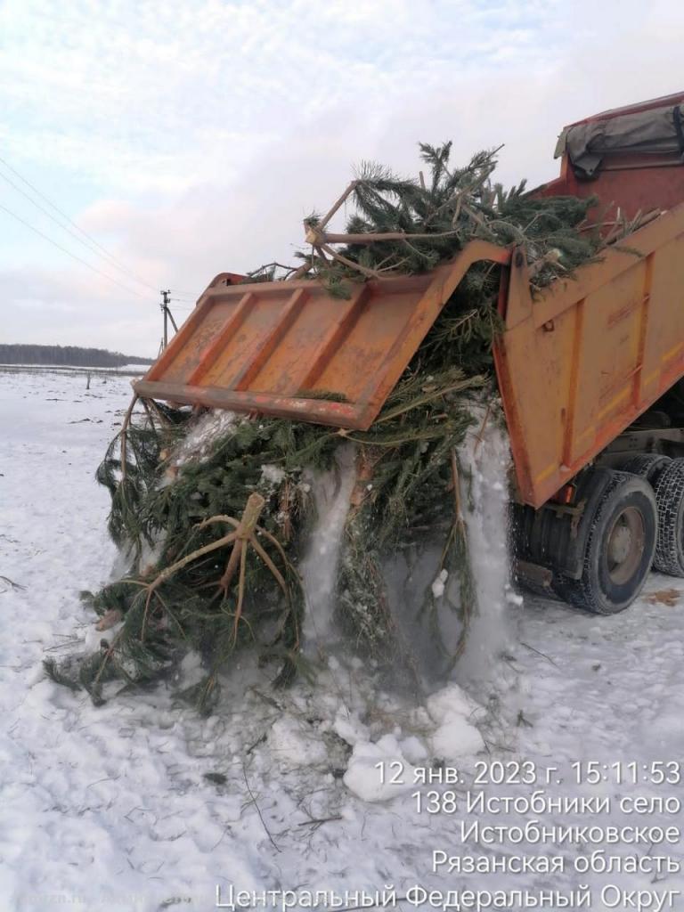 В Рязани ликвидировали свалку новогодних елей и призвали граждан сдать новогодние деревья на утилизацию