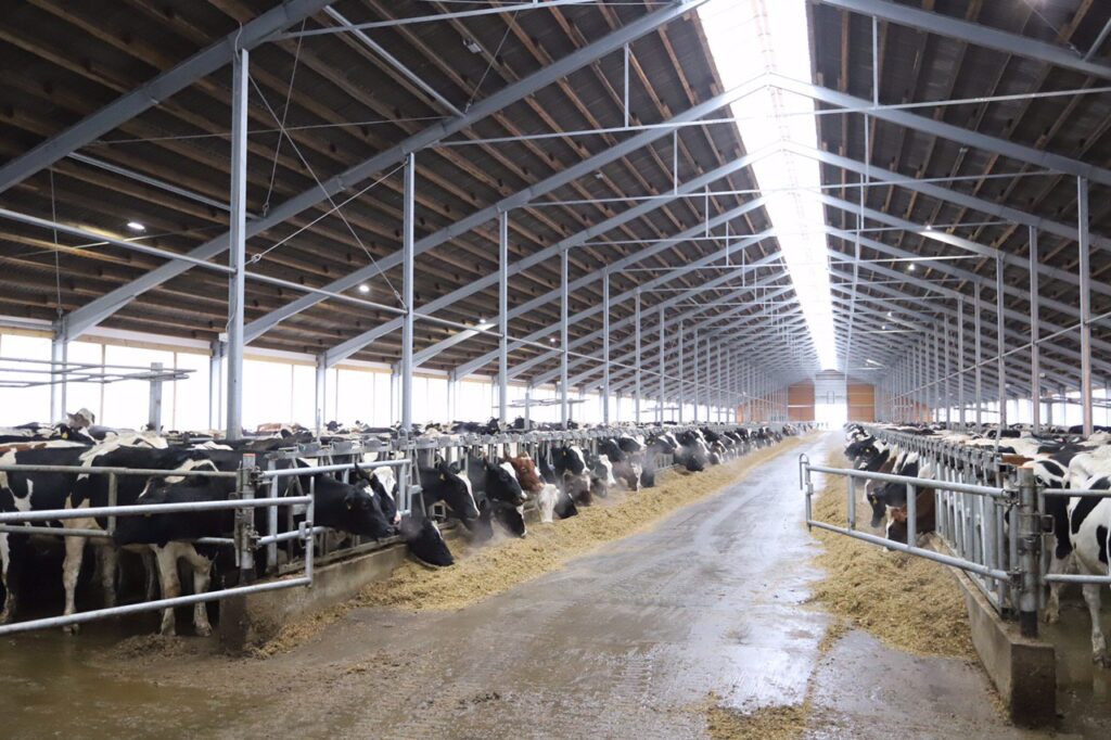 Корова Азиатка из Шацкого района стала рекордсменкой Рязанской области по надою в 2022 году, дав свыше 18 тонн молока