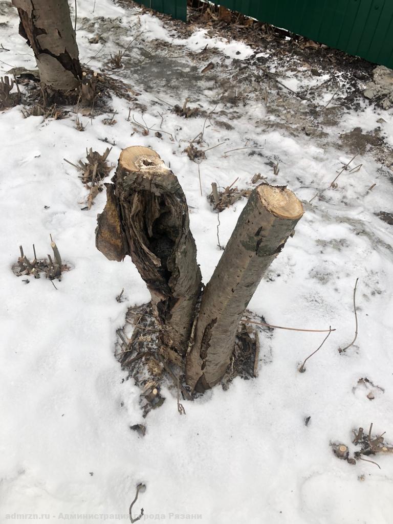 На территории Комсомольского парка в Рязани не выявили вырубки деревьев