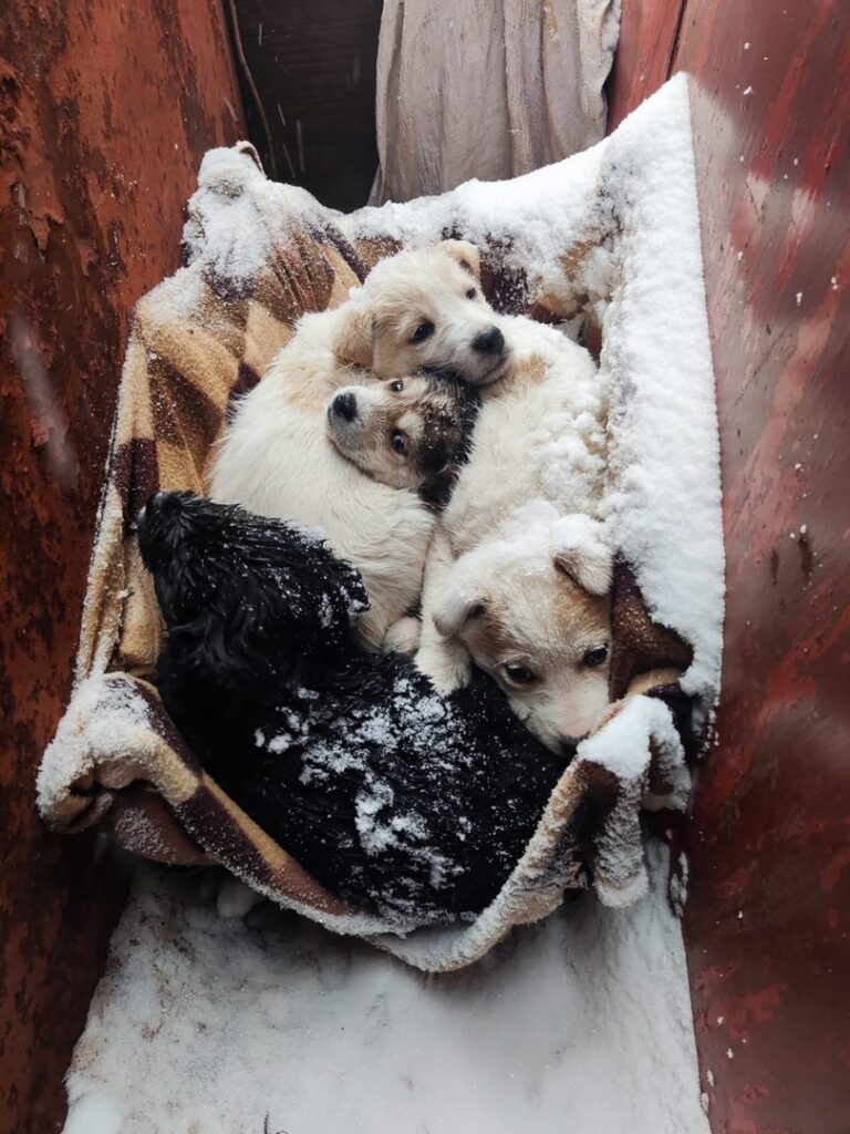В Рязани в гаражах нашли 6 щенков