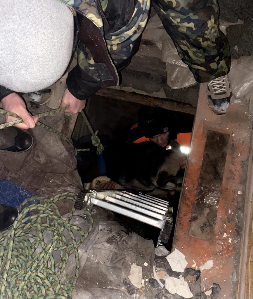 В Рязани волонтёры спасли провалившуюся в подвал овчарку