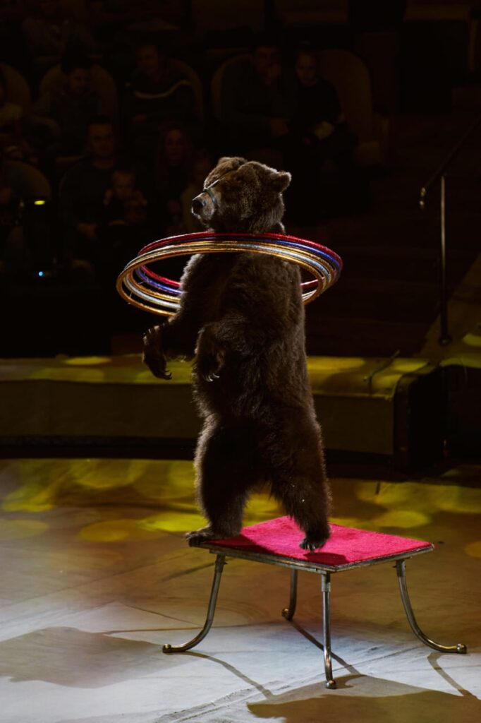 Рязанцев приглашают на яркое цирковое шоу о многонациональной культуре России «Вместе целая страна»