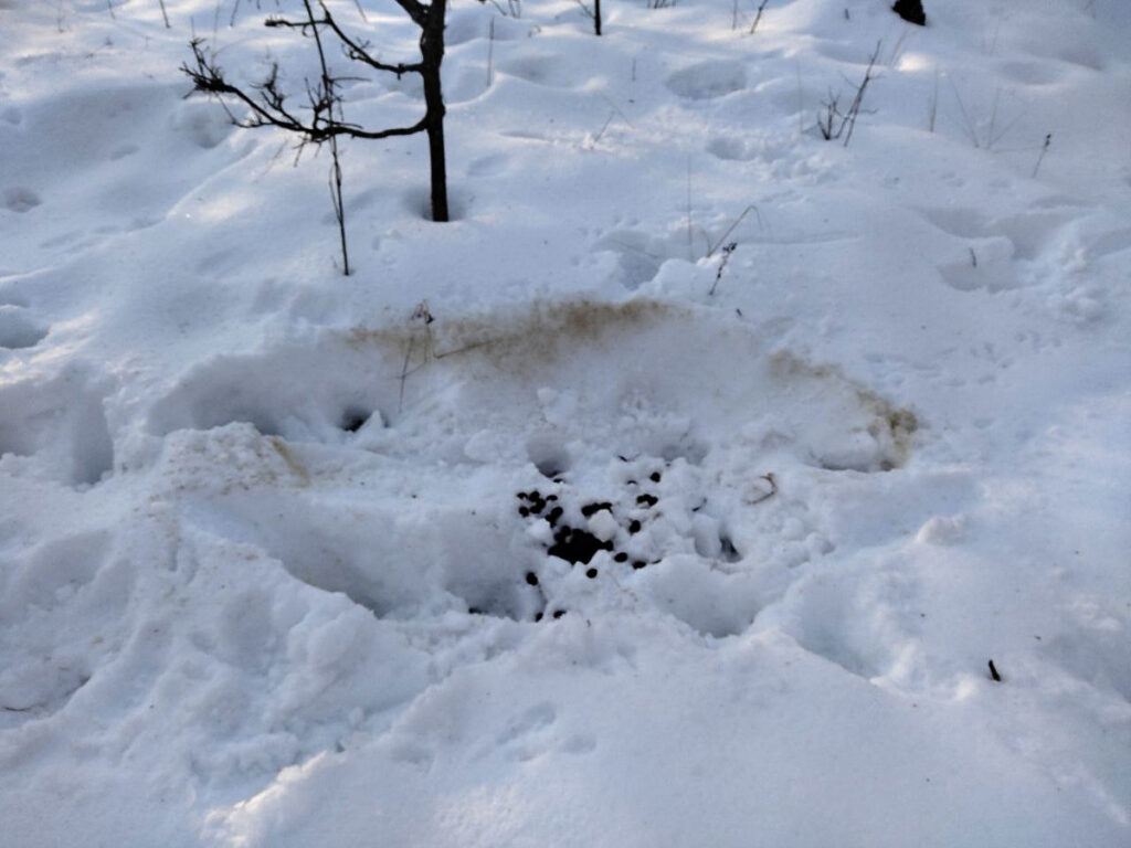 В Окском заповеднике провели зимний маршрутный учёт животных