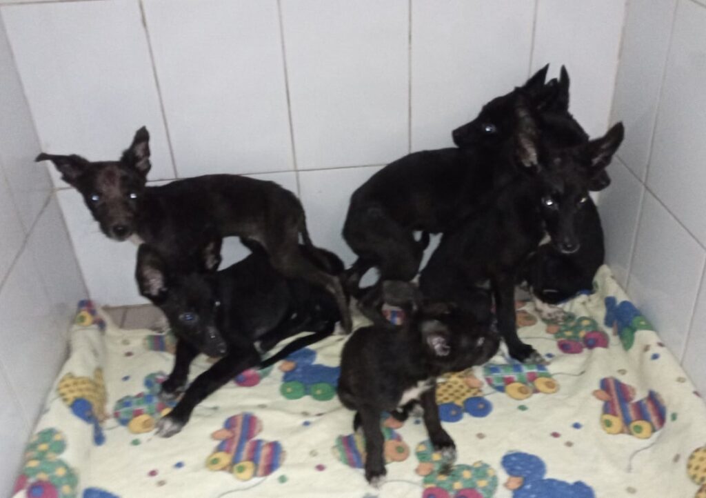В Рязани пытаются спасти собак из квартиры братьев-алкоголиков