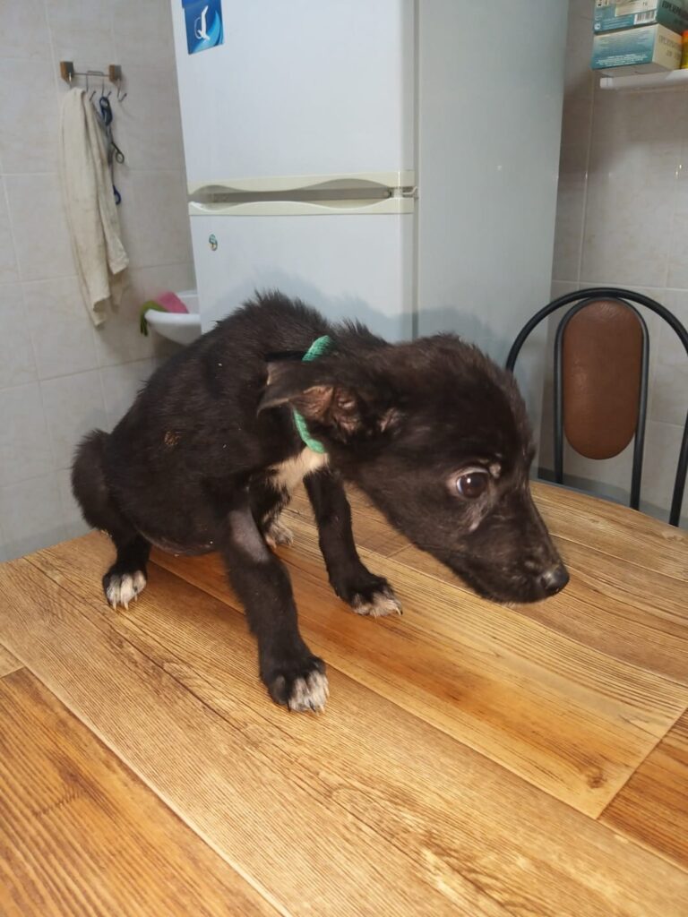 В Рязани ищут дом для щенков, спасённых из квартиры братьев-алкоголиков