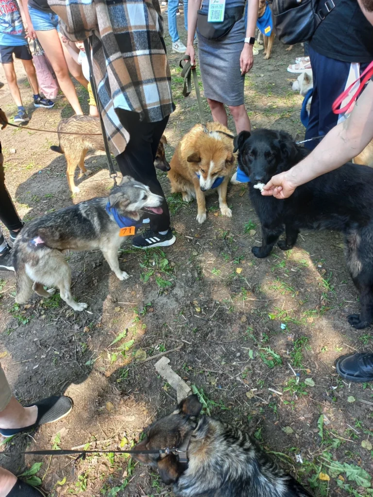 На выставке бездомных животных «Пойдём домой» в Рязани нашли хозяев для 5 собак и 12 кошек