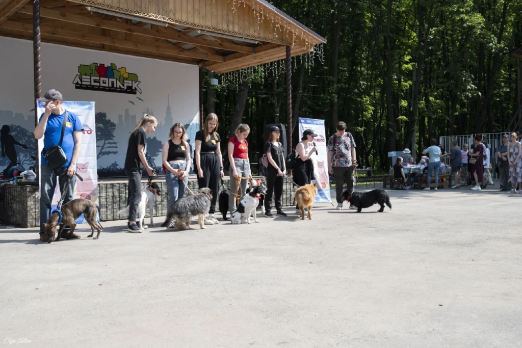 На выставке бездомных животных «Пойдём домой» в Рязани нашли хозяев для 5 собак и 12 кошек