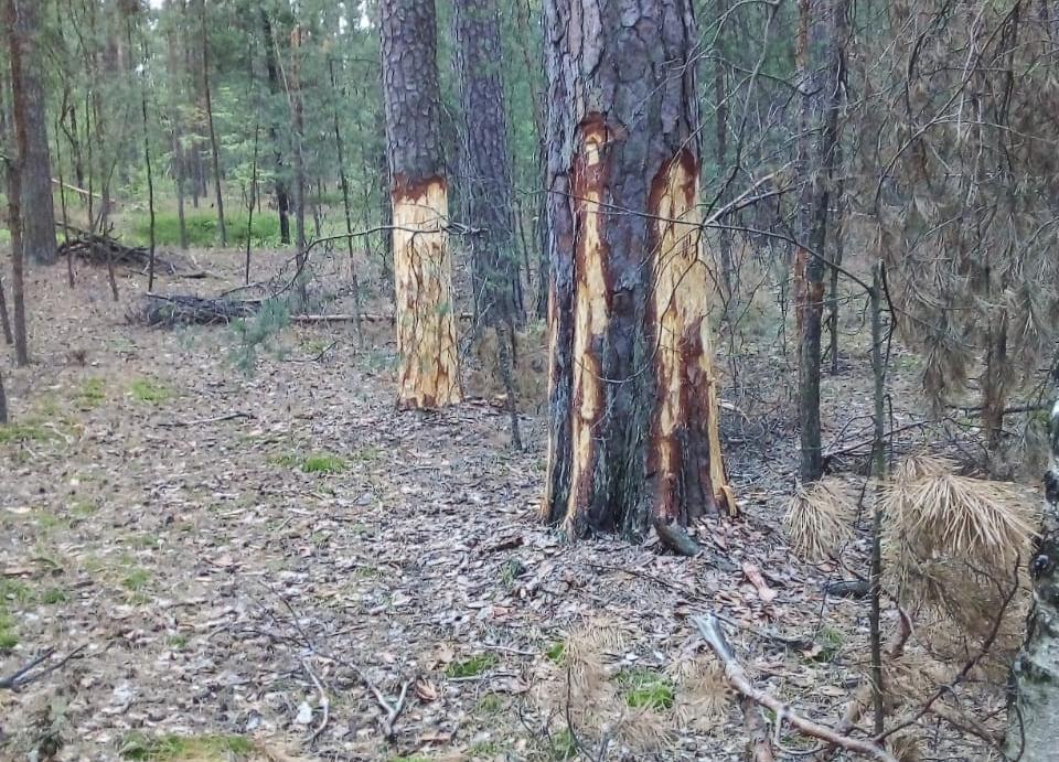 Тропа паустовского рязань фото