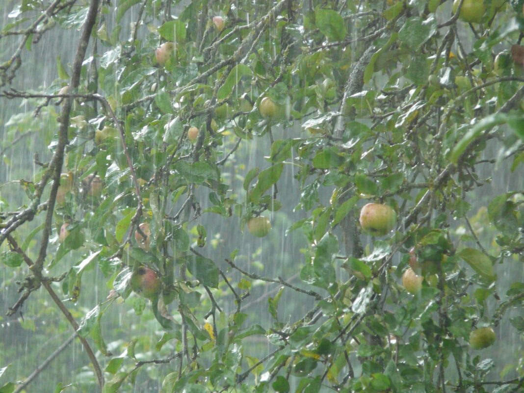 tree-water-branch-plant-fruit-rain-1155077-pxhere.com