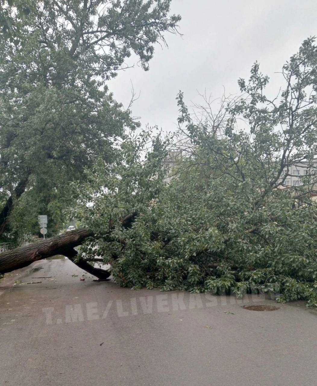 У школы в Касимове упало дерево | 10.07.2023 | Рязань - БезФормата