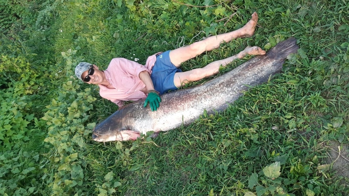Нападение реки. Огромная рыба. Ловля сома. Фото сома.