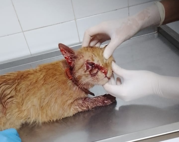 Неизвестный расстрелял кота на улице Соборной в центре Рязани Неизвестный расстрелял кота на улице Соборной в центре Рязани Женщина услышала хлопок, затем увидела раненое животное, идущее в кусты.