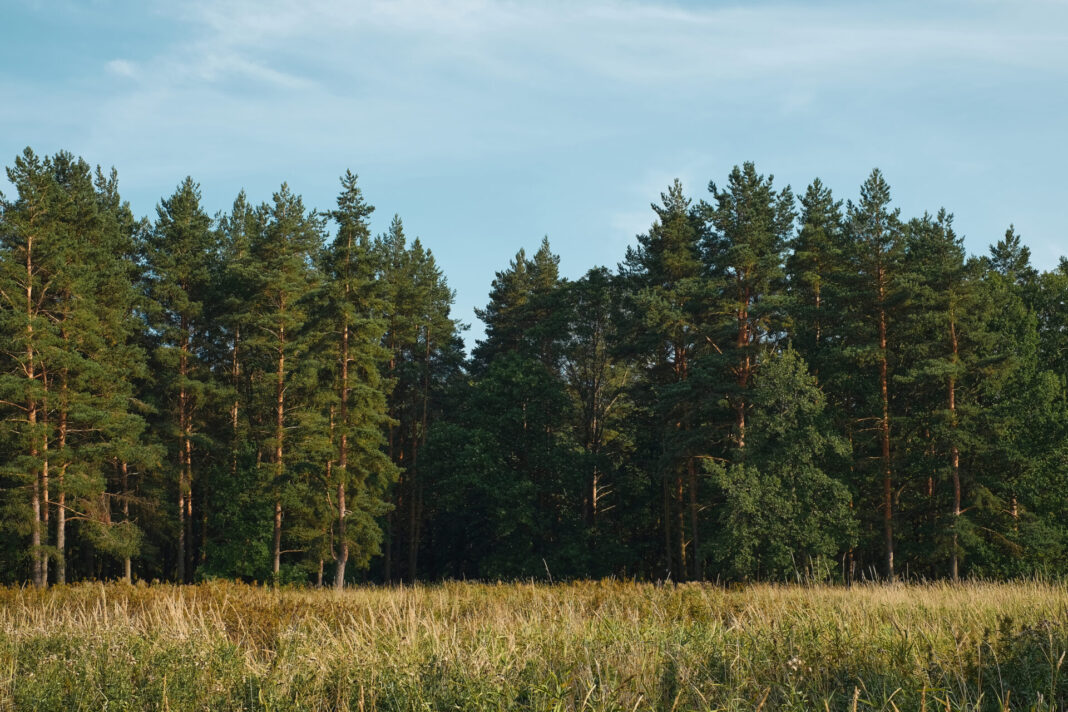 Forest glade against the background of a pine forest, summer sun