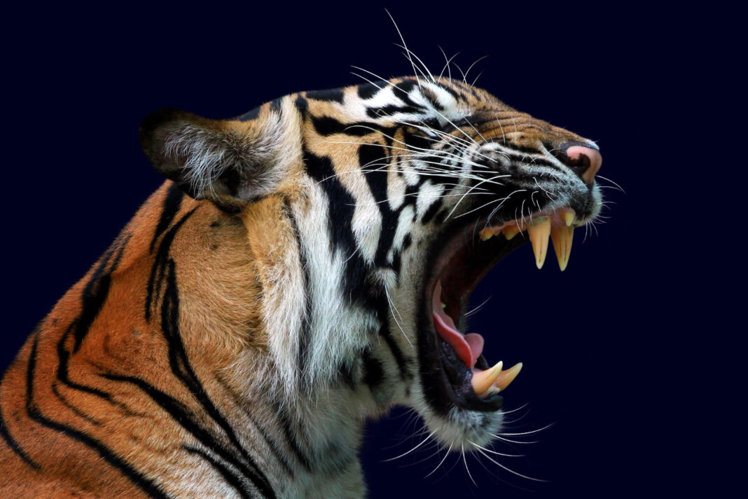 head-of-tiger-sumatera-closeup-with-dark-blue-wall