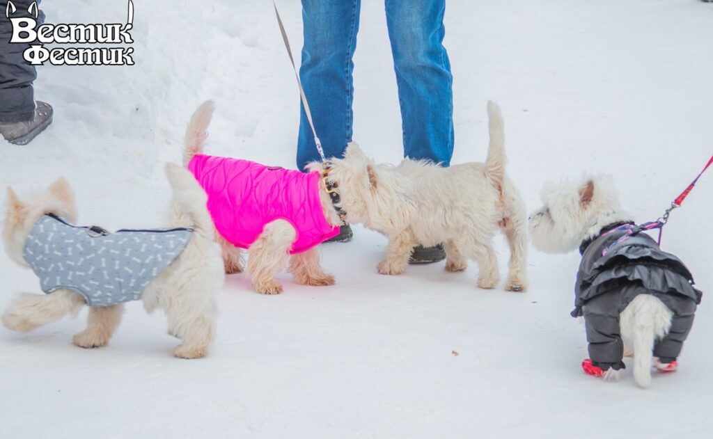 В Рязани прошел юбилейный собачий фестиваль «Вестик-Фестик» В Рязани прошел юбилейный собачий фестиваль «Вестик-Фестик» В конкурсе поцелуев чемпионка Жу целовала своего хозяина без остановки аж 9 секунд!