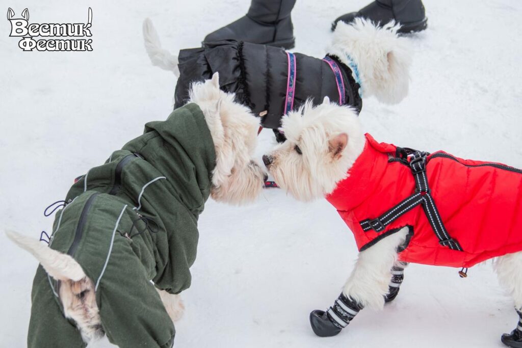 В Рязани прошел юбилейный собачий фестиваль «Вестик-Фестик» В Рязани прошел юбилейный собачий фестиваль «Вестик-Фестик» В конкурсе поцелуев чемпионка Жу целовала своего хозяина без остановки аж 9 секунд!