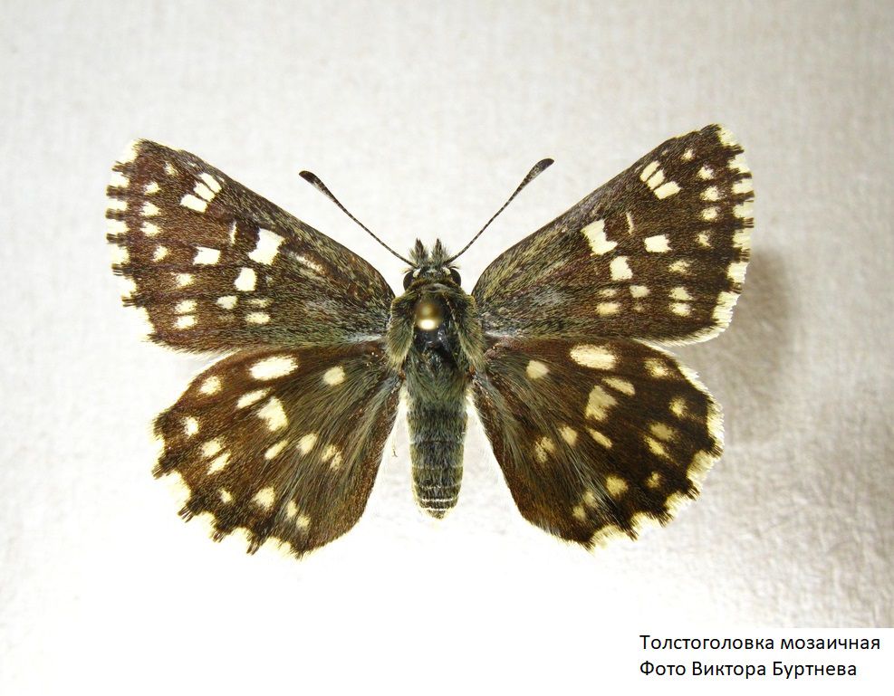 Рязанский энтомолог рассказал о бабочках, обитающих в Рязанской области