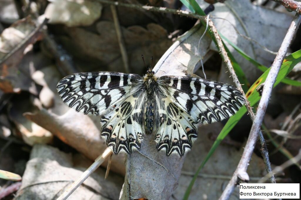 Рязанский энтомолог рассказал о бабочках, обитающих в Рязанской области