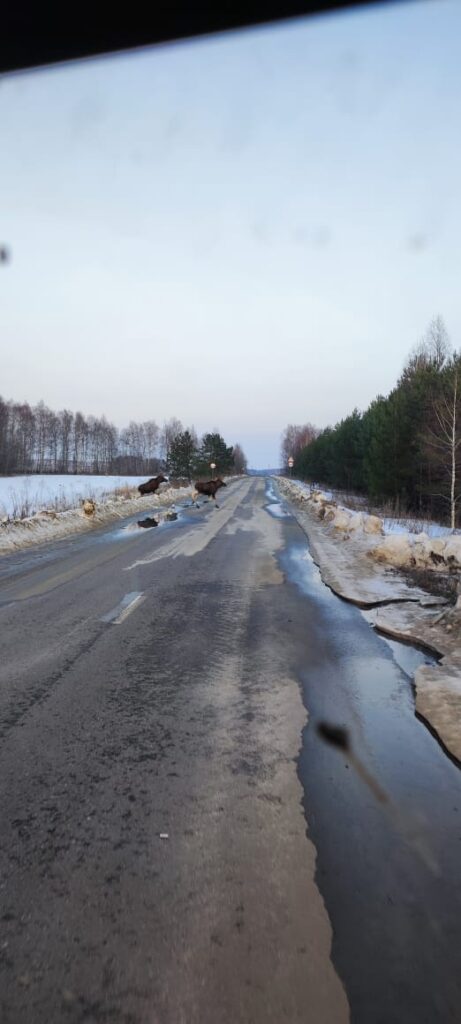 В Спасском районе сфотографировали на дороге лосей Лоси переходили автомобильную дорогу Лакаш-Орехово