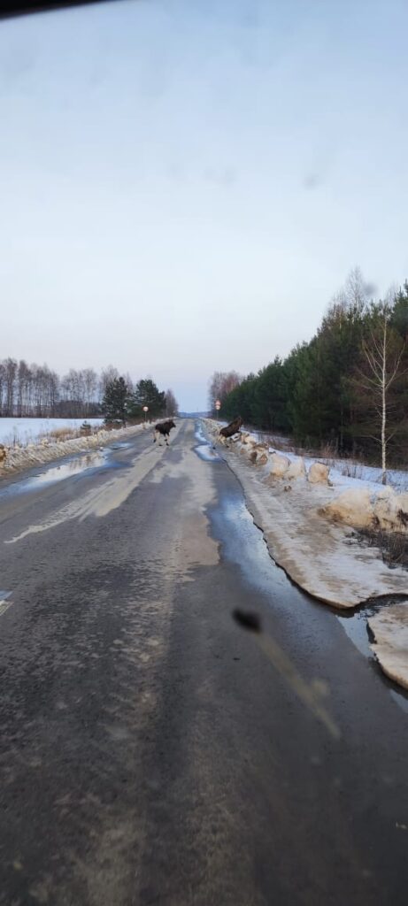 В Спасском районе сфотографировали на дороге лосей Лоси переходили автомобильную дорогу Лакаш-Орехово