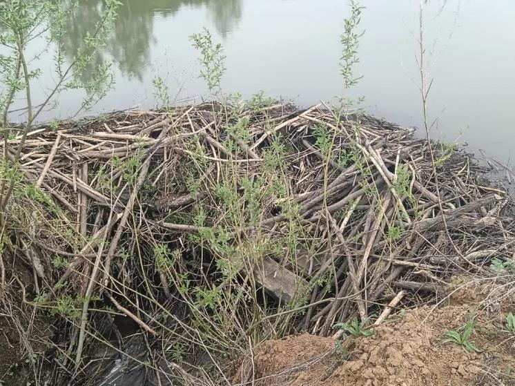 В Пронском районе бобры починили размытую плотину