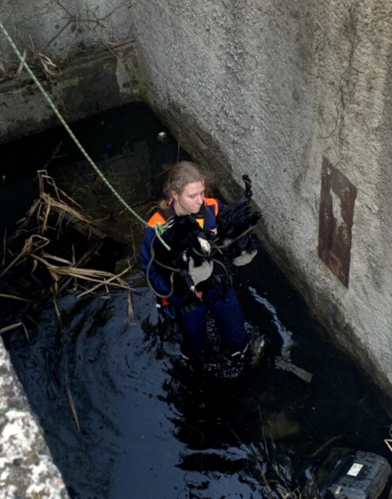 В Рязани спасли собаку, упавшую в бетонную траншею с водой