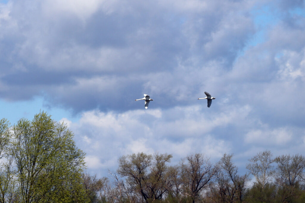 Лебеди прилетели в Скопинский район