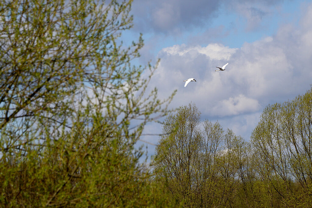 Лебеди прилетели в Скопинский район