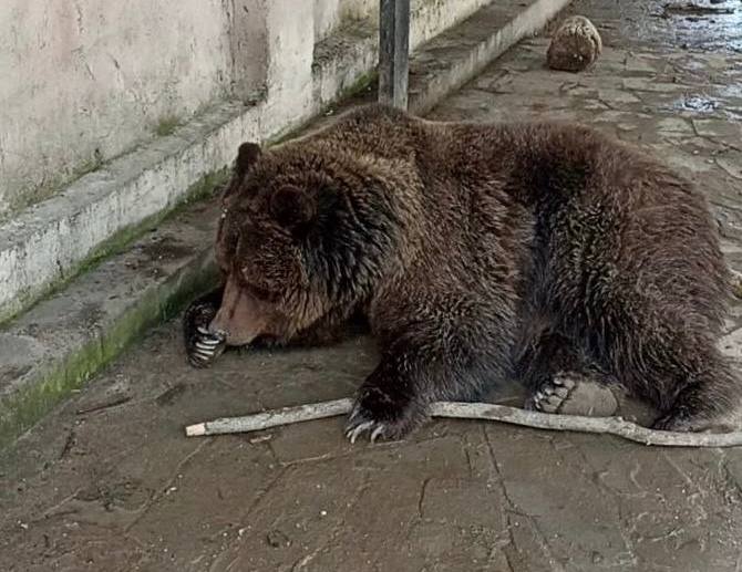 Из горящего зоопарка в Евпатории спасли женщину и двух медведей