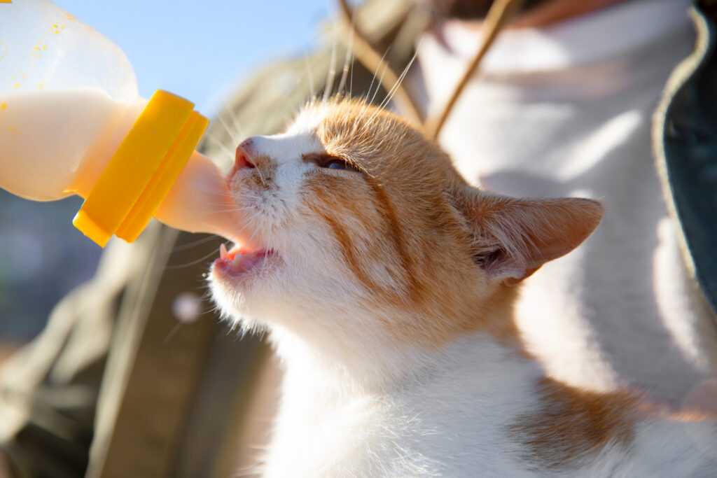 Спасаем пушистых от жары: полезные советы для хозяев собак и котов
