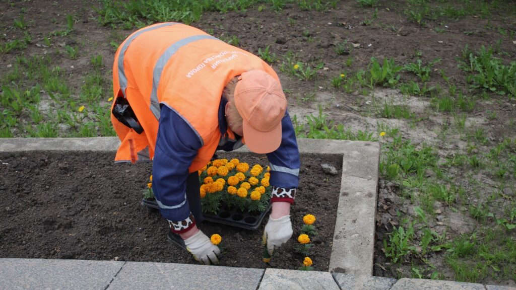 В Рязани высадили цветы, символизирующие георгиевскую ленту