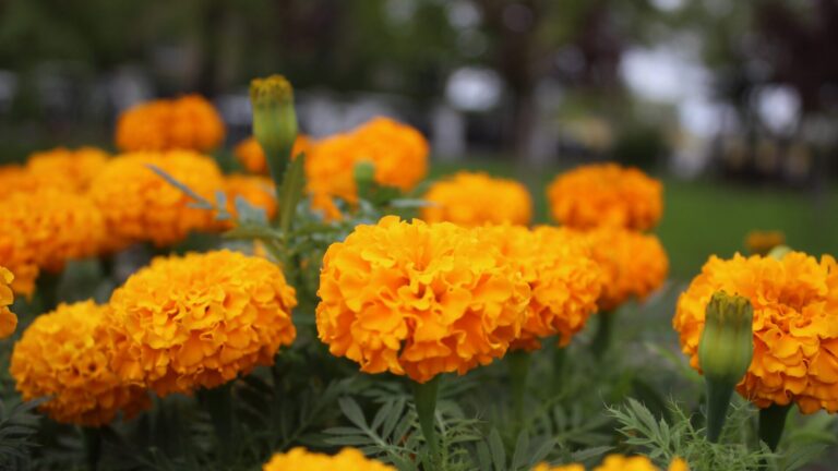 В Рязани высадили цветы, символизирующие георгиевскую ленту