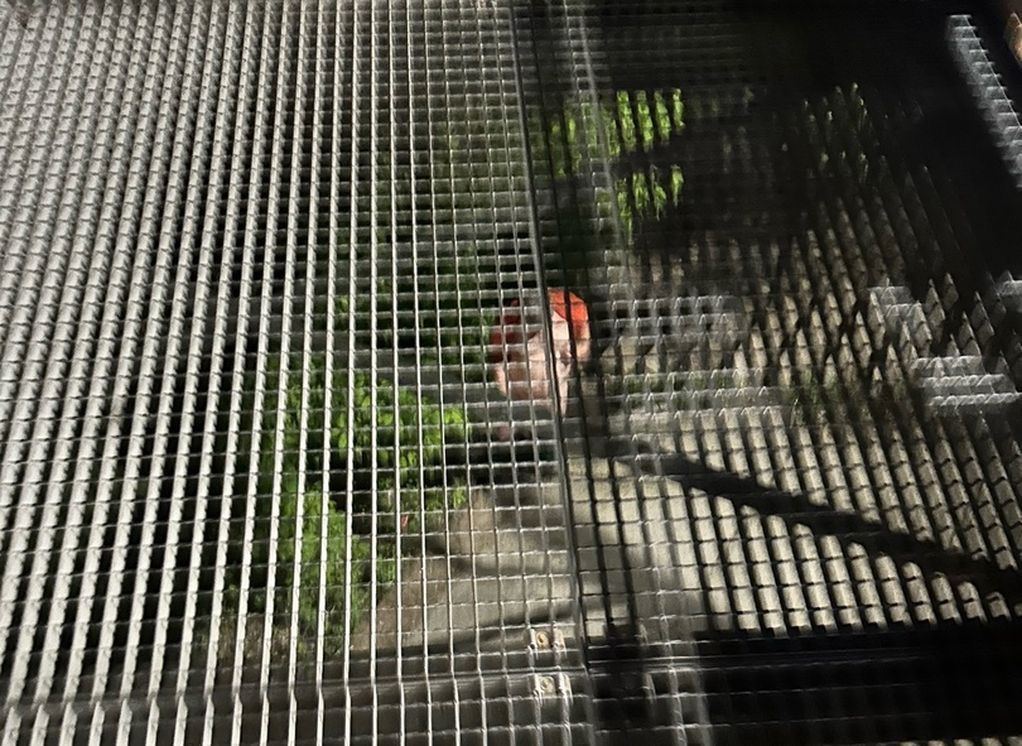 IMG_20240521_123528_109