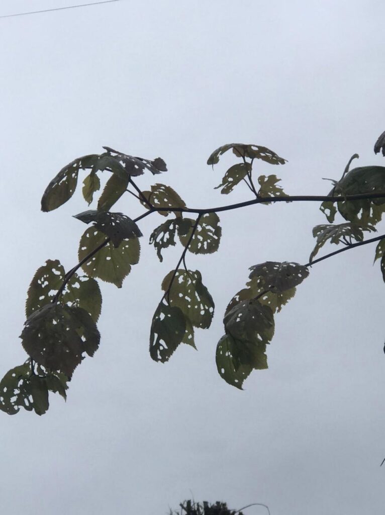 Рязанцы сфотографировали дерево, листья которого объел шелкопряд