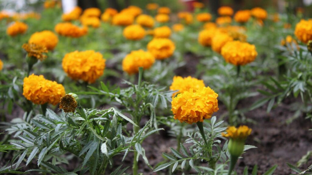 В Рязани после заморозков вновь всаживают цветы