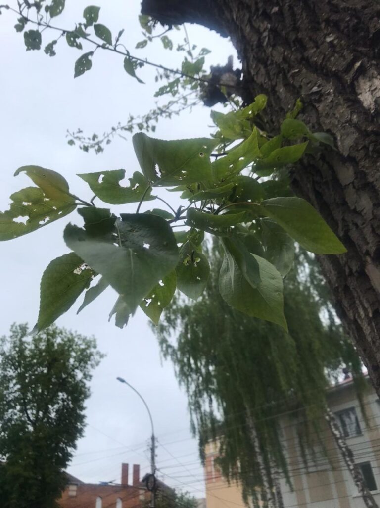 Рязанцы сфотографировали дерево, листья которого объел шелкопряд