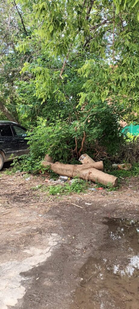 Рязанцы жалуются на упавшее дерево, которое не вывозят уже несколько месяцев