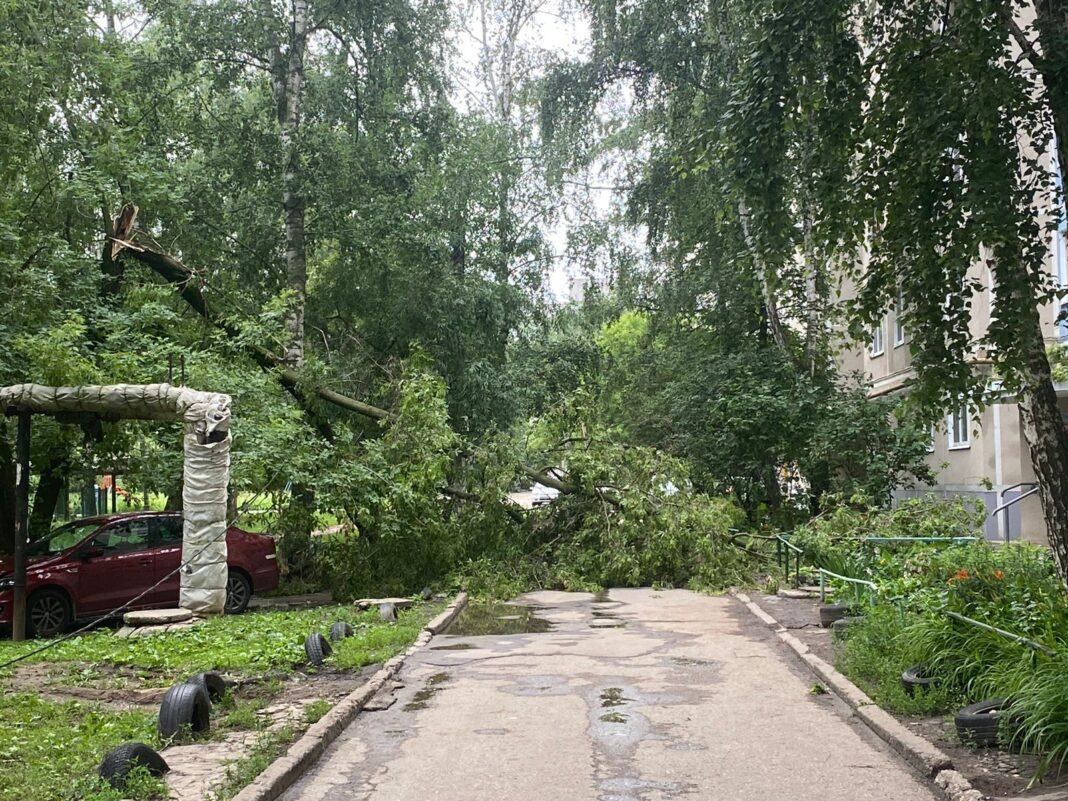 Во дворе дома в Канищево упало большое дерево