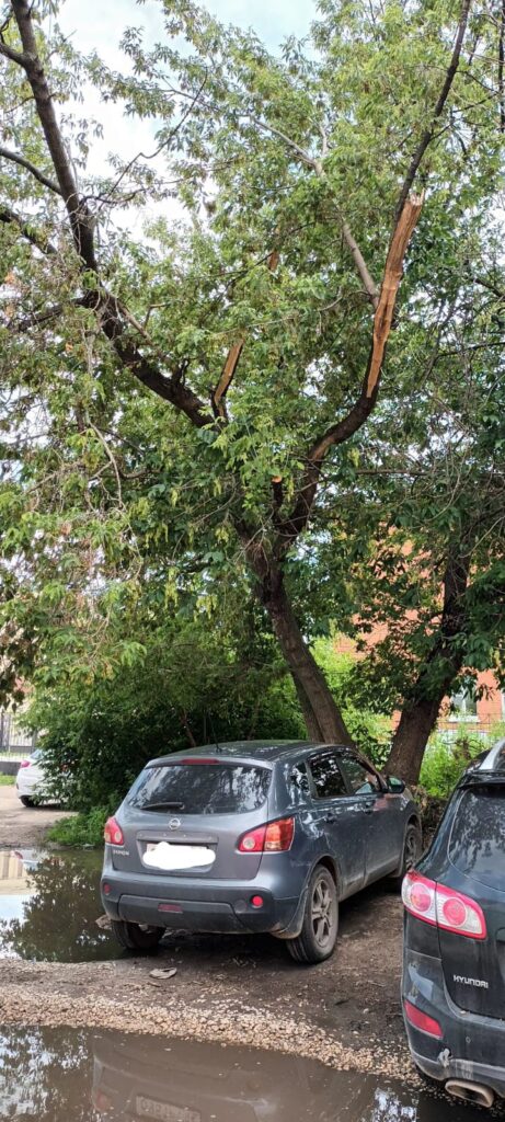 Рязанцы жалуются на упавшее дерево, которое не вывозят уже несколько месяцев