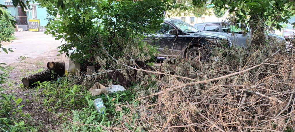 Рязанцы жалуются на упавшее дерево, которое не вывозят уже несколько месяцев