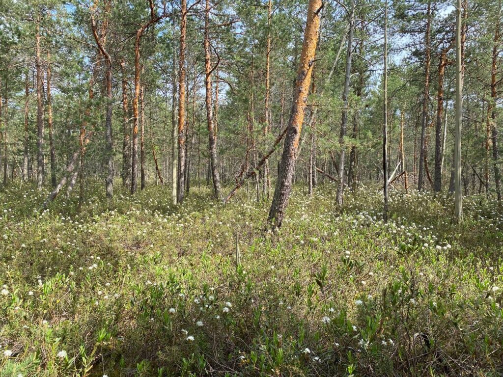 В Рязанской области зацвел опасный кустарник