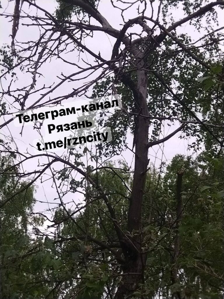 Шелкопряд продолжает объедать деревья в Рязани