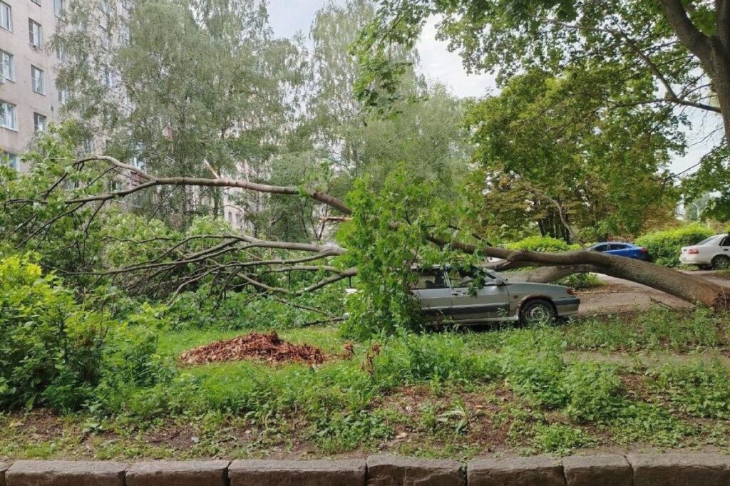 Дерево рухнуло на припаркованный автомобиль в Рязани Дерево рухнуло на припаркованный автомобиль в Рязани Инцидент случился на Московском шоссе.